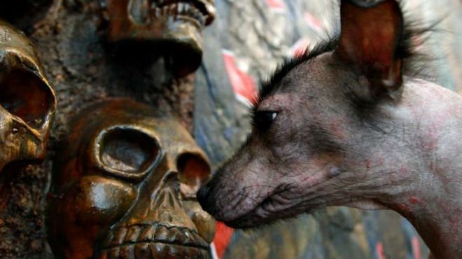 Lijadoras Categoría Prehistórico La leyenda sobre el Día de Muertos y los perros | Unión Jalisco